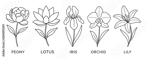 Elegant Outline Illustration of Peony, Lotus, Iris, Orchid, and Lily Flowers in Black and White