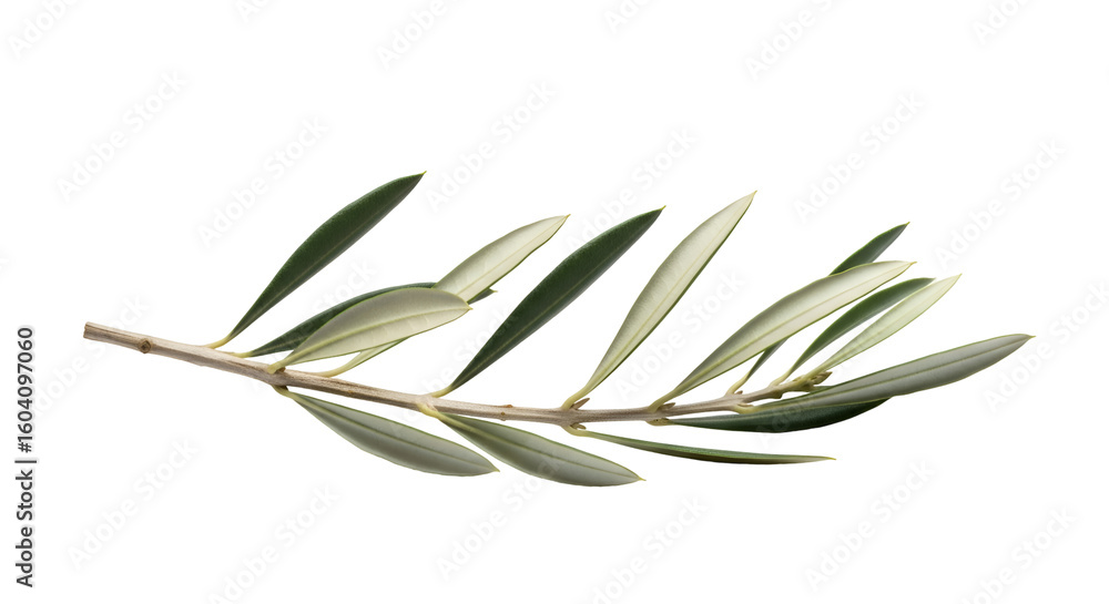 Obraz premium Olive Branch with Transparent Background