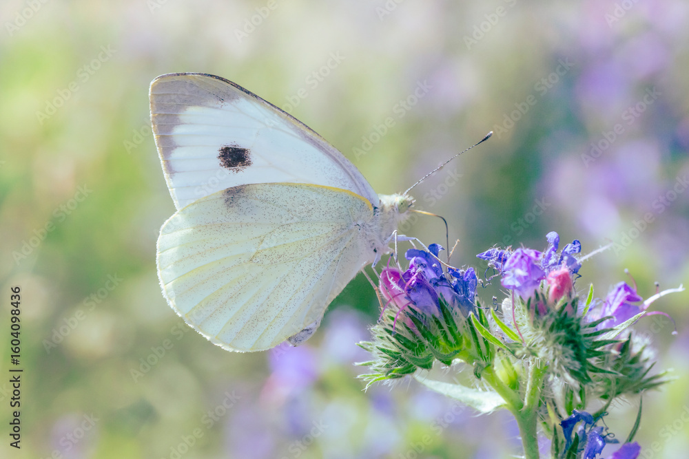 Naklejka premium white cabbage butterfly sitting on wild flower on meadow