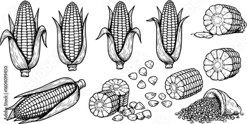 corn icon black and white. Vector illustration isolated on white background. Concept for organic products label, harvest and farming, grain, bakery, healthy food.