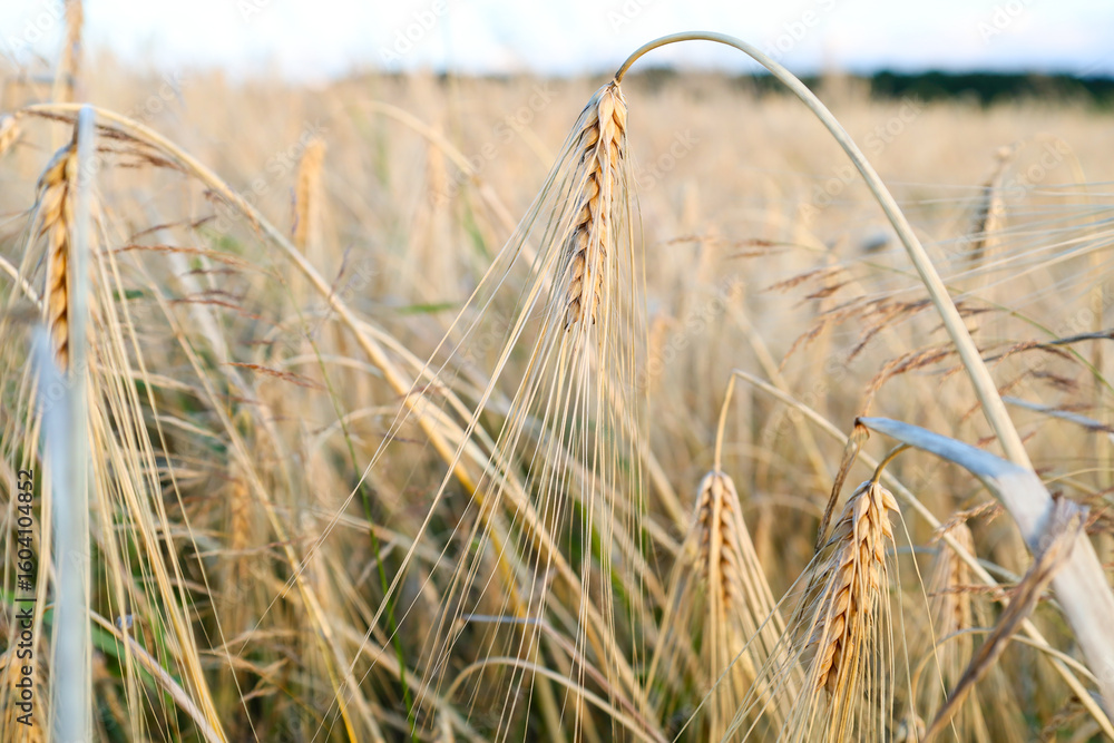Fototapeta premium Golden wheat ears stand in a field, blurred in the background, creating an atmosphere of peace and abundance. This image is ideal for themes of agriculture, harvest, or natural beauty.