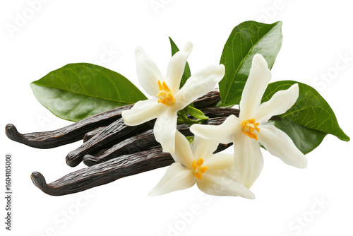 Delicate vanilla beans and white blossoms with green leaves isolated on transparent background