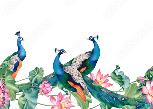 Peacock blue with lotus seamless border, pattern on a white background. Hand-painted watercolor illustration. A painting with a beautiful, vibrant Indian peacock. Clipart for Japanese interior decor.