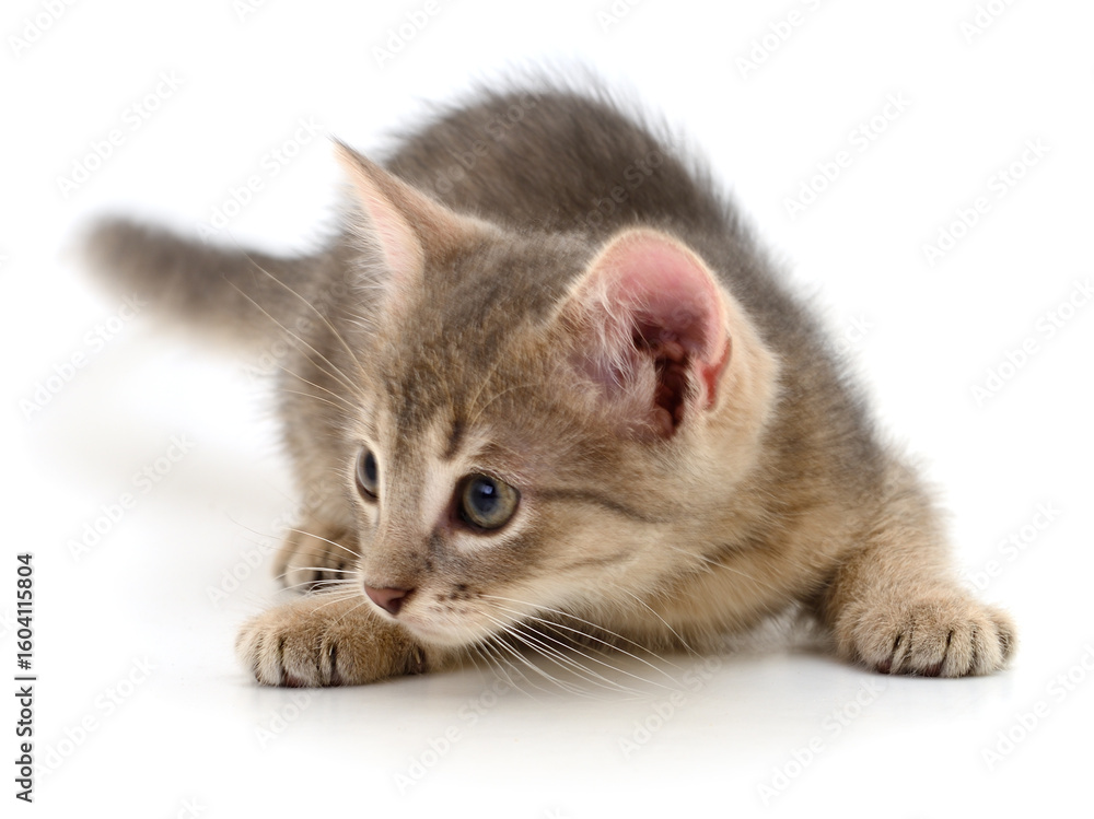 Obraz premium Kitten on white background.