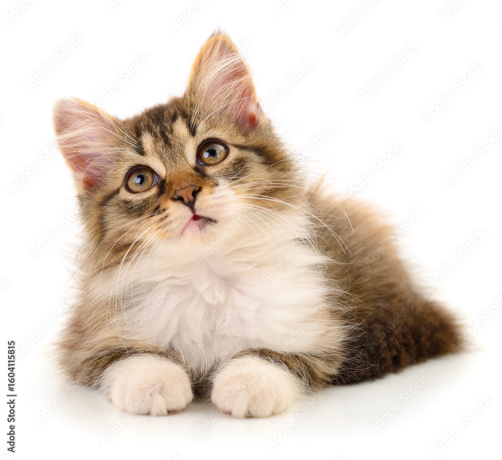 Obraz premium Kitten on white background.