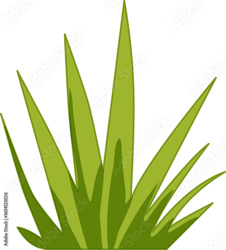 aloe vera plant vector illustration.