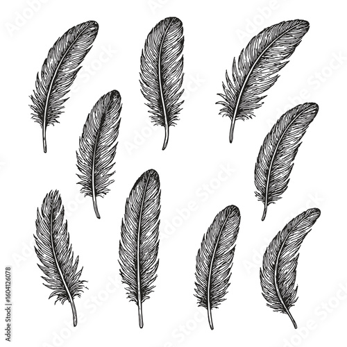 A set of 9 detailed hand-drawn bird feathers with natural curve and texture.