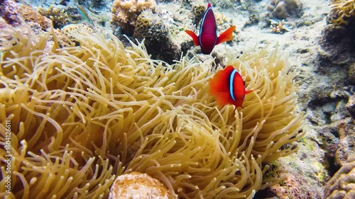 A high-quality wildlife video showing a spotted deer (chital or axis deer) grazing peacefully in a lush green environment. Captured in natural daylight, this footage highlights the calm behavior, 4K