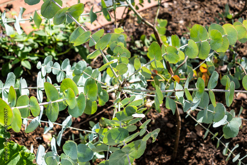 Fotografía Eucalyptus, outdoor plant, leave and branch