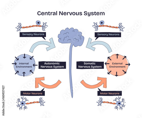 Central nervous system diagram shows brain, neurons, and pathways connecting sensory and motor functions in a doodle style diagram. Doodle style diagram