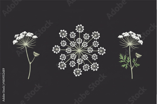 Delicate white dill flowers with green leaves on a dark background, elegant botanical design
