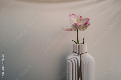 Single Tulip in a Vase on a Light Background