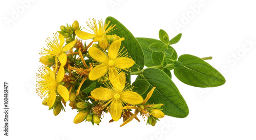 Fényképezés Isolated St John's Wort Flowers