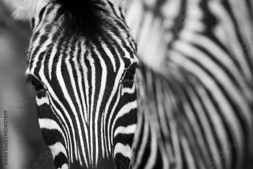 Black and white image of a zebra, close-up
