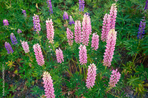 Blooming wild Lupine flowers. Spring flowers nature background