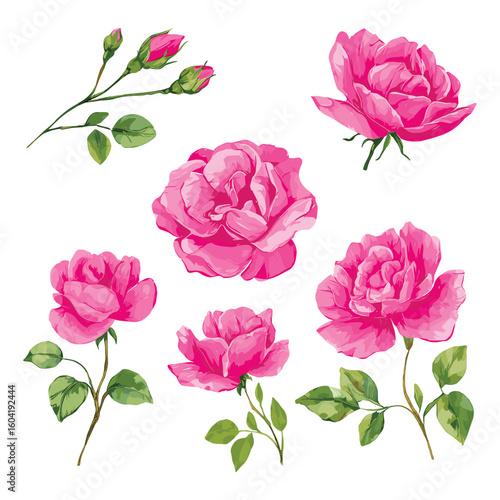 Pink roses and buds botanical illustration rose buds green leaves
