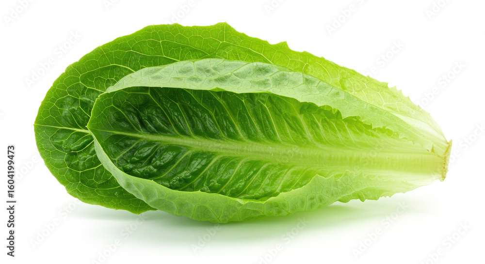 Fresh Romaine Lettuce Leaves Isolated. Fresh Romaine Lettuce Leaves Isolated.