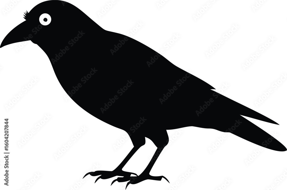 Fototapeta premium Isolated Black Crow Silhouette with White Background, Detailed Feathers, Legs, Beak, and Eye