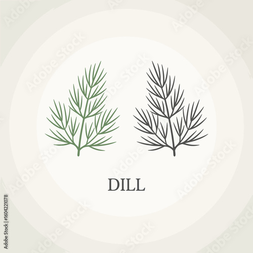 Vintage botanical illustration of fresh dill herb