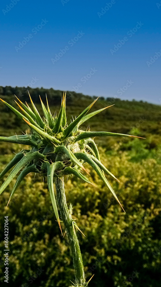 Obraz premium aloe vera plant in the desert