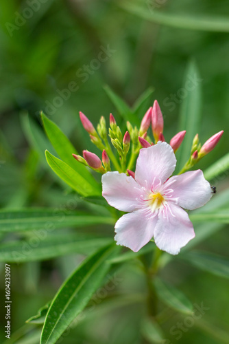 pink rose flower