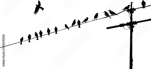 Silhouetted Birds Perched on Wire with One Flying Near a Telephone Pole on White