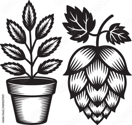 Vintage Monochrome Illustration of Hops and Potted Plant with Botanical Detail