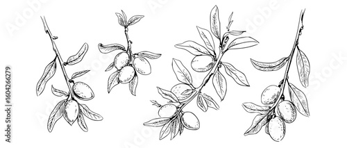 Black and white botanical sketch of almond branches with fruit leaves