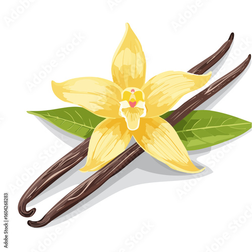 Elegant Vanilla Flower with Pods and Leaves Botanical Illustration Isolated