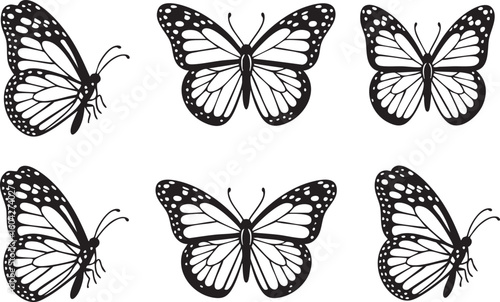 Black and white monarch butterflies with patterned wings and antennae monarch butterfly