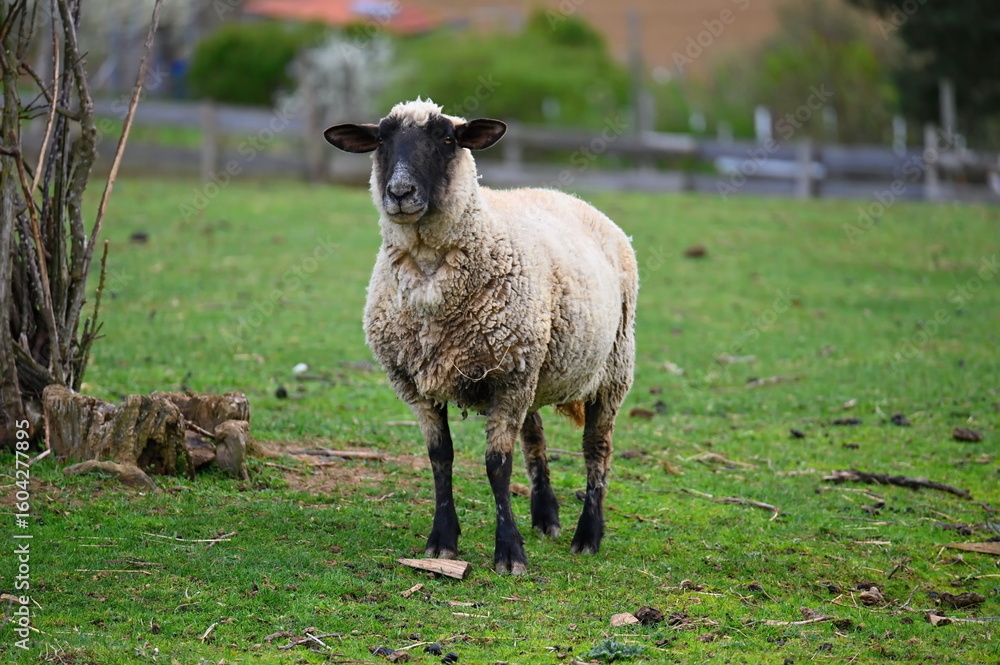 Naklejka premium Sheep grazing in the field. Concept for animals and agriculture.