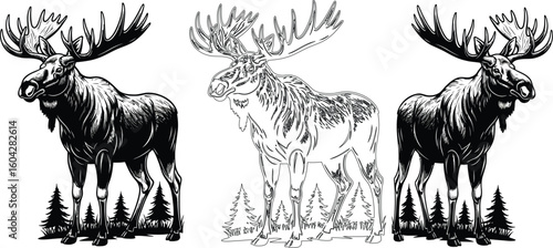 Three monochrome moose standing in a forest with large antlers on a white isolated background art