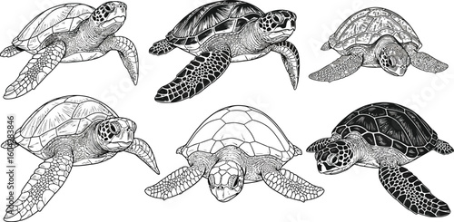 Six sea turtles in varying shades of black and white swimming on a plain white background design art