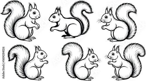 Six outlined squirrels with bushy tails in various poses on a white background illustration drawing