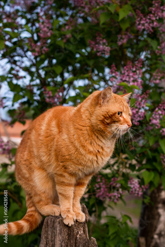 cat in the garden