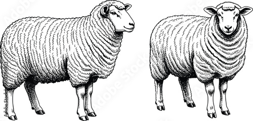 Two sheep standing side by side in a black and white drawing with detailed wool textures and shading style