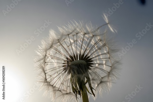 Wallpaper Mural Delicate dandelion seed head with flying seeds dispersal Torontodigital.ca