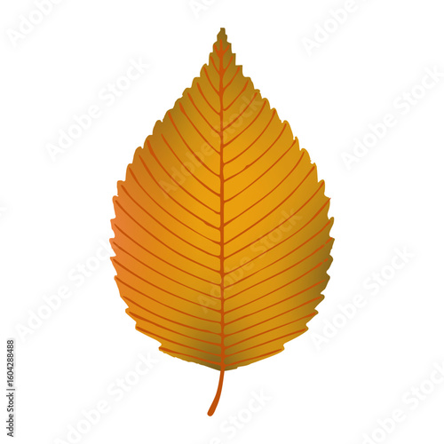 Autumn leaves elm tree branch