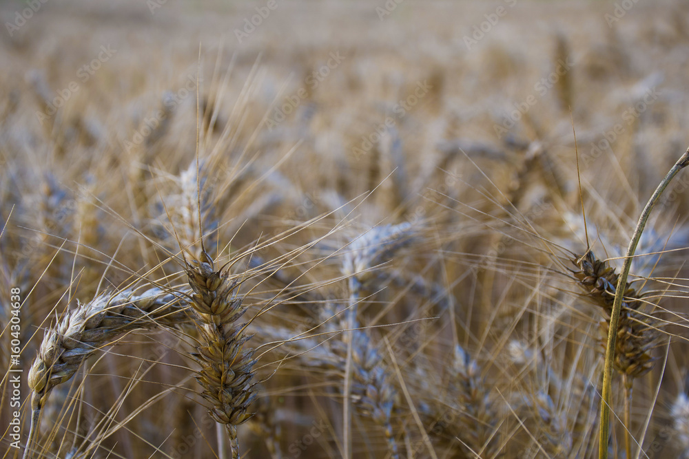Fototapeta premium Close-up of golden wheat ears in a field, with soft focus background. Ideal for agricultural, organic food, and nature-related visual content. 