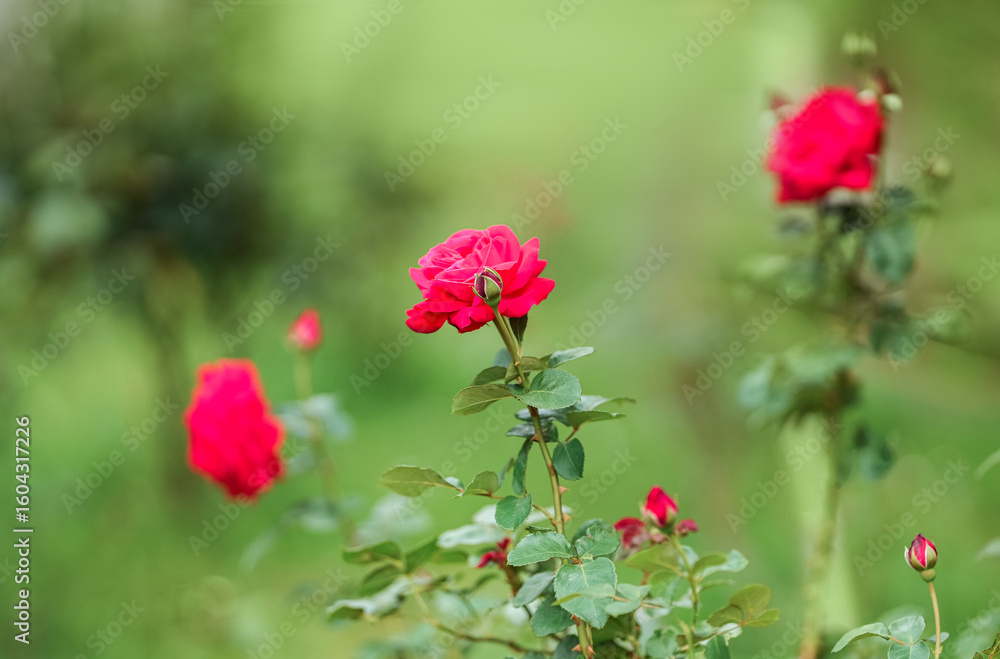 Vibrant red roses bloom in a lush garden during a sunny afternoon, showcasing nature's beauty Vibrant red roses bloom in a lush garden during a sunny afternoon, showcasing nature's beauty