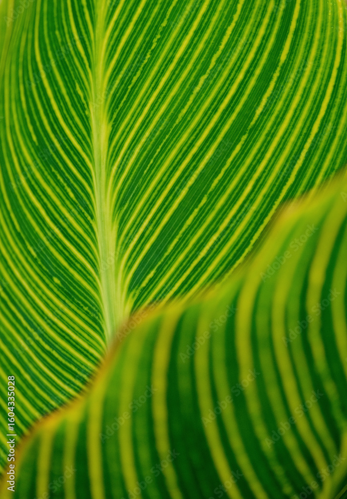 Fototapeta premium closeup view of bright canna generalis leaves green and yellow pattern