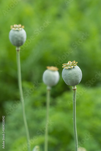 Poppy pods are ripening in the field. A delicious and healthy culinary and nutritional supplement for eco-friendly and natural production
