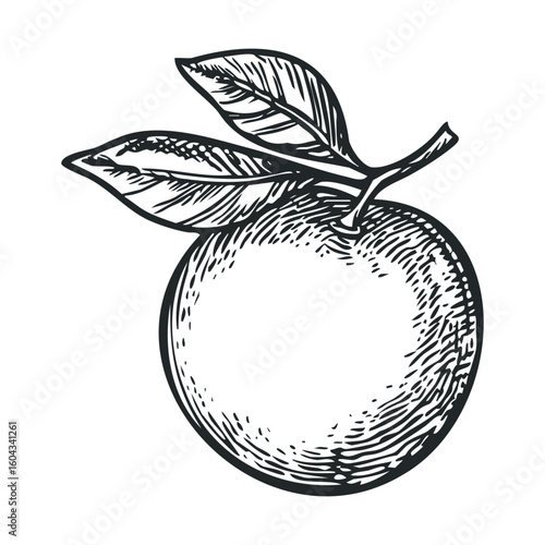 Detailed sketch of an orange fruit with leaves on a branch