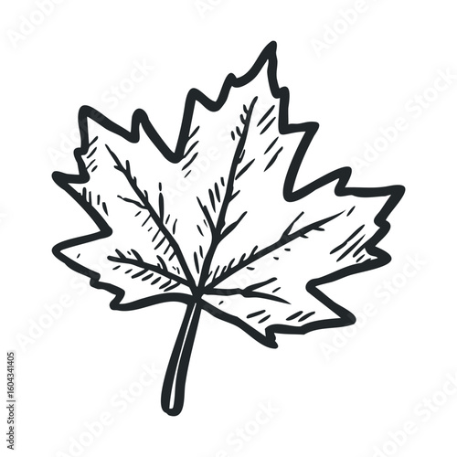 Beautiful outline of a maple leaf for seasonal designs and crafts