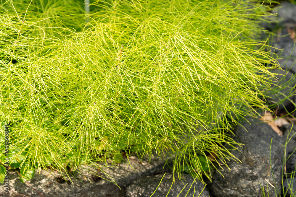 Meadow horse tail or Equisetum Pratense plant in Zurich in Switzerland 16.6.25 Meadow horse tail or Equisetum Pratense plant in Zurich in Switzerland 16.6.25