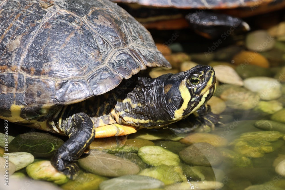 Close-up of a turtle resting on smooth pebbles in a shallow pond. Close-up of a turtle resting on smooth pebbles in a shallow pond.