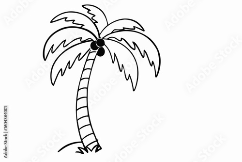 coconut palm tree