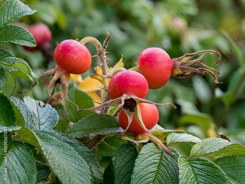 Rosehip, (Rosa canina L.), dog rose, pine needles, ripening fruits on twigs in a natural environment against the background of leaves at close range, Medicinal plant, Herbal raw material
