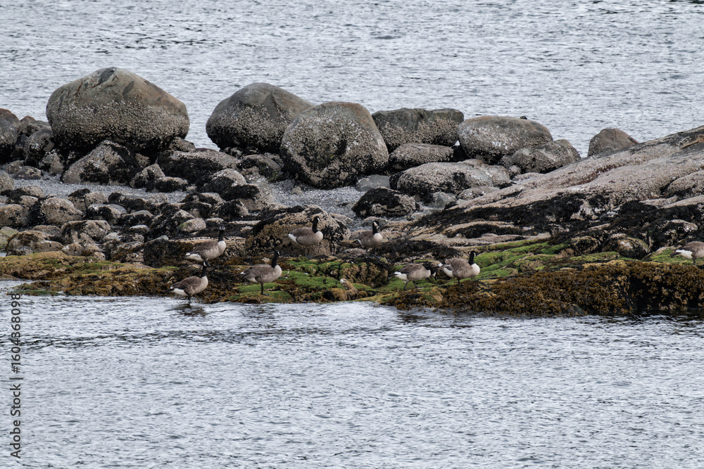 Obraz premium Canada geese standing on rocks in the ocean in West Vancouver, British Columbia, Canada