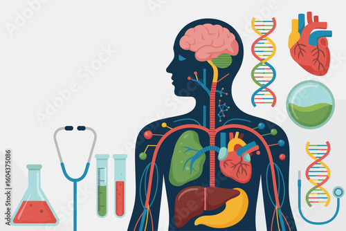 Illustration of human anatomy with organs dna stethoscope and lab equipment on a light background